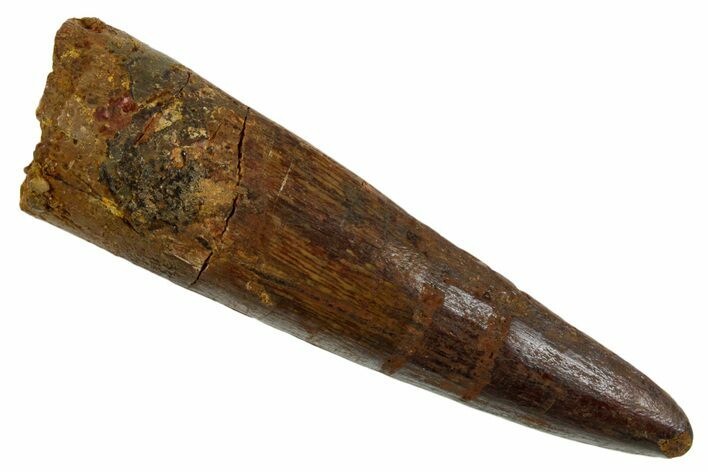 Fossil Spinosaurus Tooth - Real Dinosaur Tooth #346908